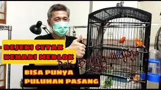 Wow!!! Beternak Kenari Merah Lokal, Berawal Dari Mengantar Anak Kuliah Jakarta-Bandung