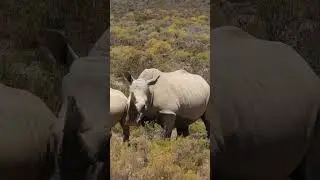 Protecting Giants: White Rhino Mother and Calf in the Wild  #r62adventuretours
