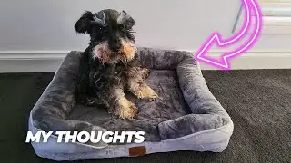 Bedsure Orthopedic Dog Bed for Medium Dogs - Waterproof Dog Sofa Bed Medium, Supportive Foam