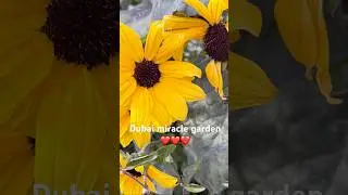 Wow so cool have you seen it #flowers #lifeisbutadream