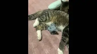 Опасный хищник #котик #meowmischief #мяу #catfunny #cat #meowmemes #котики #mistimeow #кот #котэйка