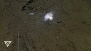 Deep-sea sponges with a killer appetite