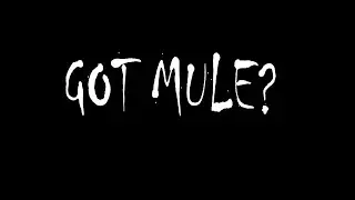 Gov't Mule 