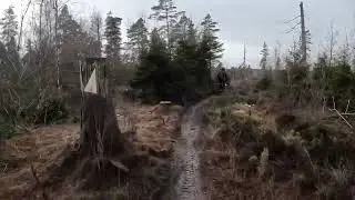 Wild boar on track.