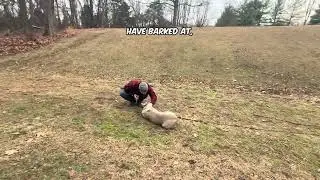 Confidence building with scared dog 