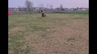Rhodesian Ridgeback, 13 months, Utility and Defence training