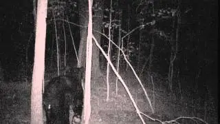 Bear in Sontag Butt Scratch