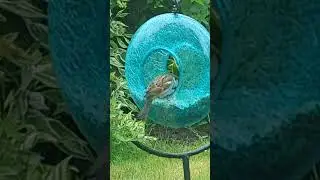bird taking all of the food for itself #bird #birdwatching #shorts