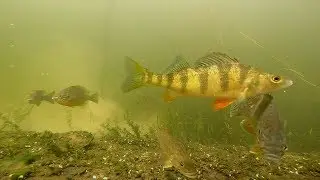 1 Hour Underwater GoPro Experiment Alburgh Dunes State Park