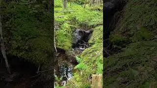 Serene brook# 12 seconds of peace# Breath#