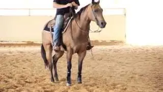 PERFECT BUCKSKIN GELDING / GREAT YOUTH HORSE
