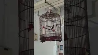 Shama bird singing ( Asuran)