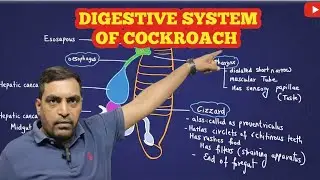 Easy way to Understand Digestive System of Cockroach 🪳