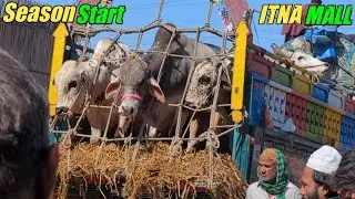 Cow Mandi Karachi &ndash; Bhains Colony🗓 5 February 2026 | Qurbani 2026 Fresh Rates Update