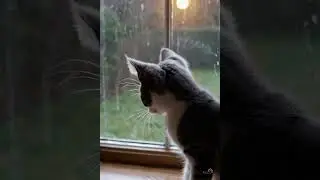 This Kitten Watching Raindrops Hit Different 🌧️🐾 #cat #kitten #catstagram