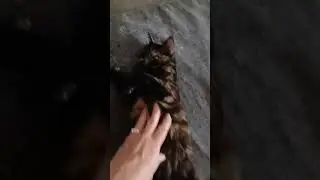 хорошие слова#кипр #cyprus #котики
