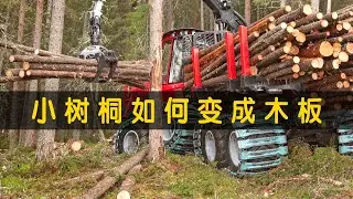 小树桐如何变成木板（全自动胶合板木工机械）