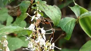 Mating Couples of Long-legged Bee-fly Visit Elliottia Flowers in Tandem Flight 240fps
