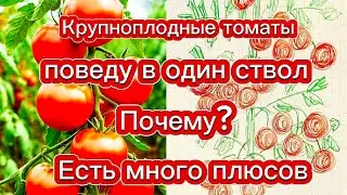 Потеря урожая томатов? Или наоборот? Формирование в один стебель.