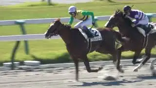 【菊花賞2023】day 第2R 武豊 ヒルノドゴールで完勝 現地映像