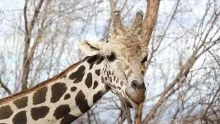 Cheyenne Mountain Zoo says goodbye to &lsquo;gentle giant&rsquo; giraffe, Khalid