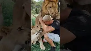 Lion Tackle me🦁 #lion #deanschneider #wildlife