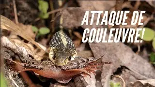 [IMAGES GRAPHIQUES- photo animali&egrave;re]- une couleuvre avale une grenouille
