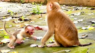 My God ! Little baby monkey SABA c.r.i.e.s out rotate body - when Mom tries to wean milk for him