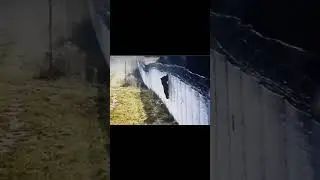 🐻 A bear storms a fence with barbed wire on the border between Lithuania and Belarus,