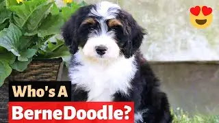 Bernedoodle: Everything you need to know about Poodle mix breed