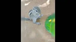 eating corn 😂😂#squirrel#anil#chipmunk#pet love #nature