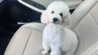 Too Cute to Ignore&hellip; This Puppy Needed Help#animalrescue
