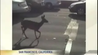 Deer jam traffic on San Francisco's Golden Gate Bridge