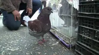 Not Your Typical Pigeon: The L.A. Pigeon Club