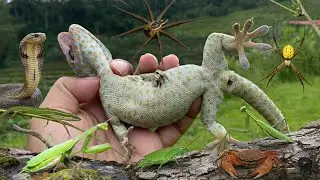 catch poisonous animals in the wild