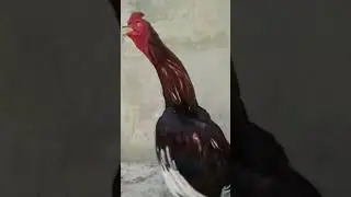 #roosterchampion 🏆  #rooster