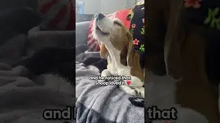 Beagle Has Damaged Vocal Cords From Animal Testing | The Dodo