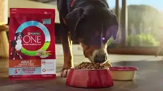 NEW PURINA ONE&reg; Dry Dog Food. Advanced tailored nutrition for dogs.