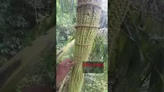 kithul mal beheth /toddy palm