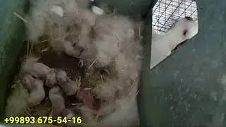 Куён бокиш бизнеси
