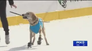 Ice-skating dog shows off skills in Central Park