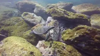 Mergulho na Laje de Santos  - December 2016