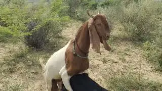 Goat meeting goat #meetinggoat#sindhigoat#thar#viralvideo #youtube