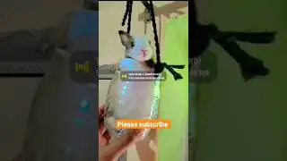 cute rabbit 🐇🐰 what's app status video।#status #youtubeshorts #rabbit