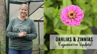 Garden Rejuvenation Update!  Zinnias and Dahlias - Growing Cut Flowers, Sunshine and Flora Farm