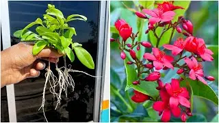 Multiply peregrina flower plants quickly | Best growing & rooting method