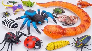 🦎toy asmr🦎 14 Min Of Unboxing ZURU Robo Alive Spider, RC Snake & Insect Toys ASMR 🌟 Review Toys