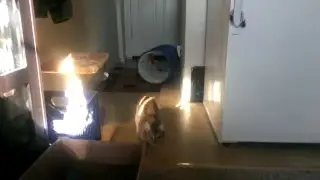 When kittens attack!!!!!