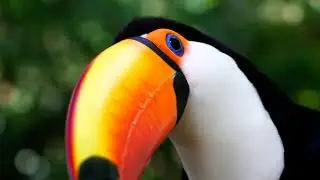 Bird-watching Tours Worldwide
