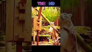Snow Leopards: The Masters of Stealth #animals #wildlife  #shorts